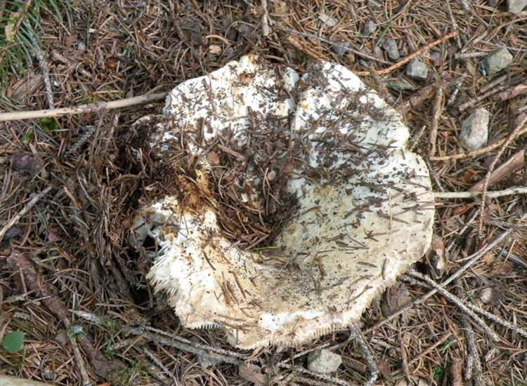 Russula delica?